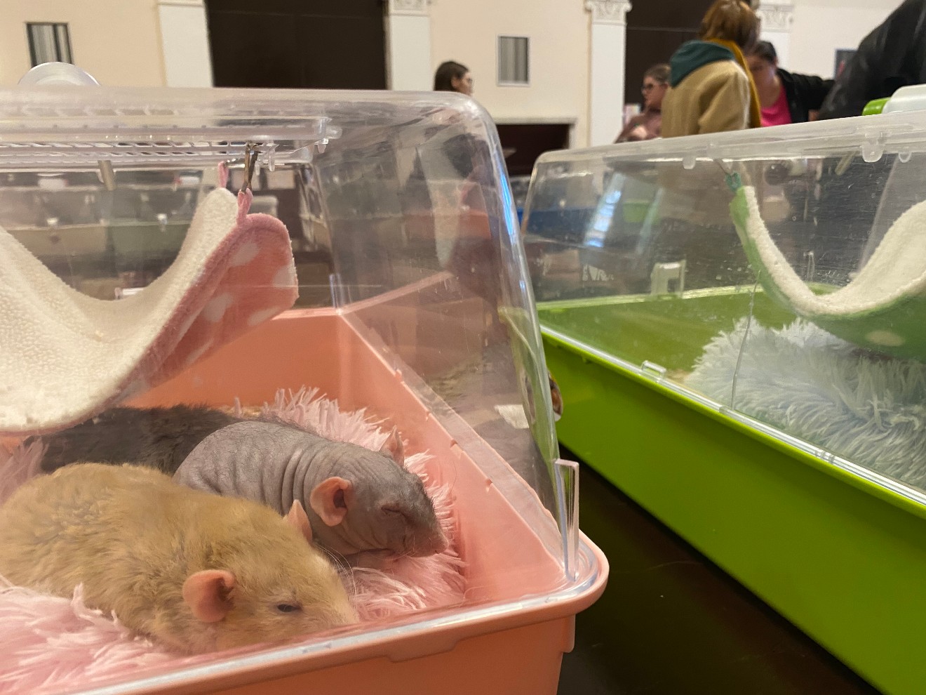 Výstava potkanů